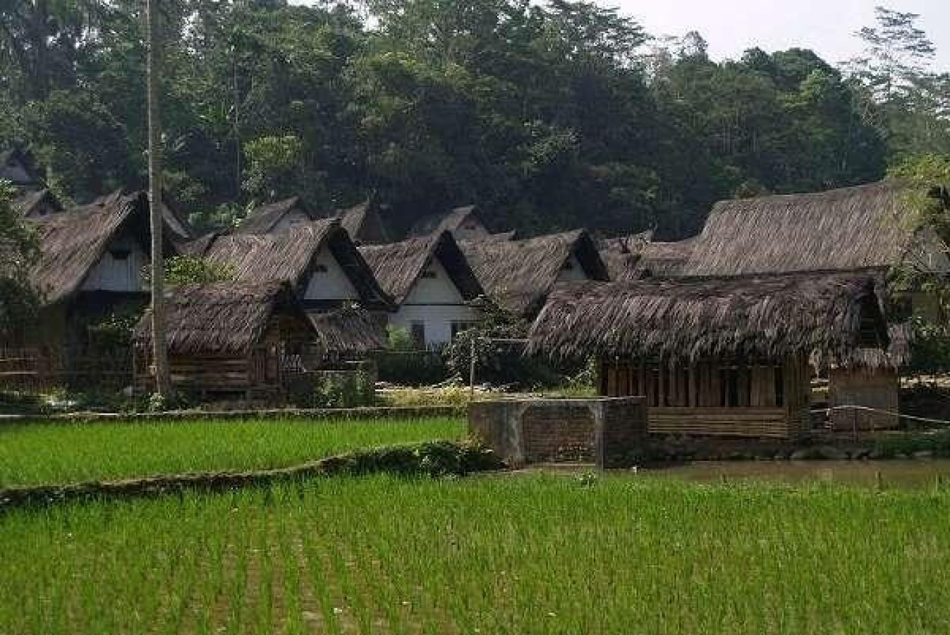 Seuneubok: Desa di Simeulue dengan Jejak Pertanian dan Kehidupan yang Menyatu dengan Alam