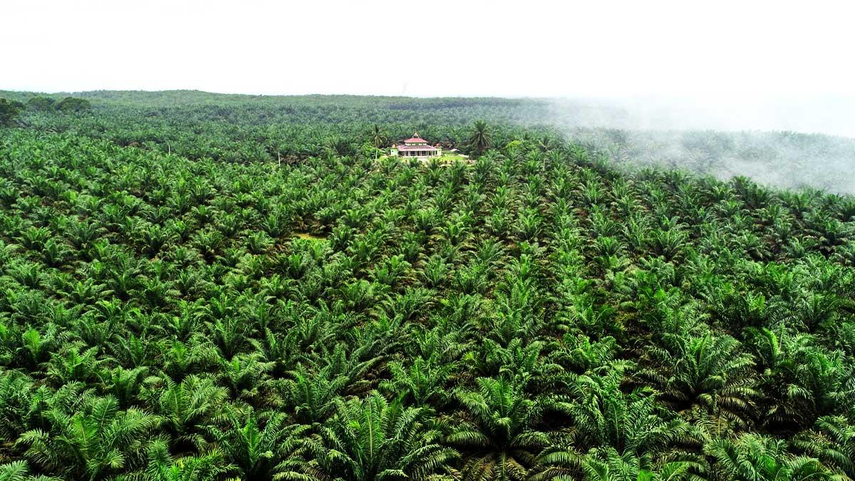 Kebun Baru: Desa Perkebunan di Simeulue yang Menjadi Nadi Kehidupan Masyarakat