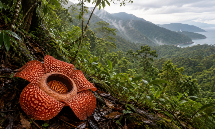 Wisata Bengkulu: Menyusuri Jejak Bung Karno, Rafflesia, Pantai Panjang, dan Bukit Kaba